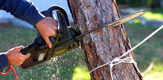 How Our Tree Care Process Works  in  Huntington Station, NY