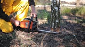 Best Firewood Processing and Delivery  in Huntington Station, NY