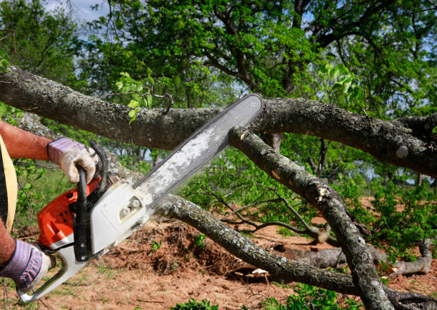 Best Lawn Pest Prevention  in Huntington Station, NY